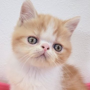 エキゾチックショートヘア【埼玉県・男の子・2023年4月13日・レッドタビー&ホワイト】の写真「母猫はACCのチャンピオンをとった優秀な血統です」