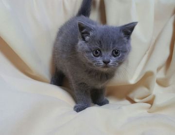 ブリティッシュショートヘア【埼玉県・女の子・2016年10月1日・ブリティッシュブルー】の写真「父猫ACCダブルグランドチャンピオンの直子」