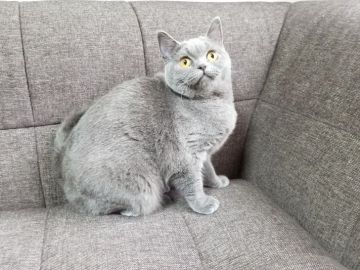 ブリティッシュショートヘア【埼玉県・女の子・2017年3月9日・ブルー】の写真「父猫はACCダブルグランドCHの素晴らしい血統」