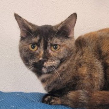 マンチカン(短足)【埼玉県・女の子・2023年4月23日・トーティシェル】の写真「父親はACC グランドチャンピオンです！」