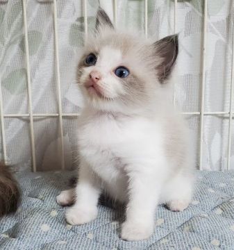 ラグドール【埼玉県・女の子・2020年6月5日・ブルーポイントバイカラー】の写真「父猫はACCのダブルチャンピオンをとった優秀な血統」