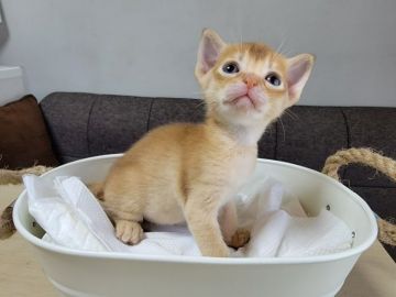 アビシニアン【埼玉県・女の子・2021年7月9日・レッド】の写真「可愛らしくて好奇心旺盛な女の子」