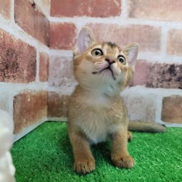 アビシニアン【埼玉県・女の子・2022年9月20日・ルディ】の写真「アビシニアン特有のルディの美しい女の子です」