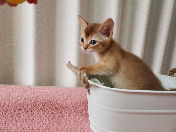 アビシニアン【埼玉県・女の子・2020年1月15日・ルディー】の写真「両親ともにACCグランドCHの素晴らしい血統」