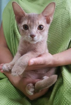 アビシニアン【埼玉県・男の子・2016年6月10日・フォーン】の写真「アビ特有の甘えん坊のカワイイ男の子！」