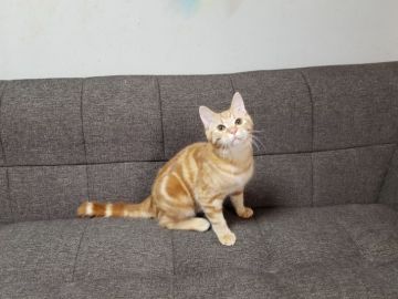 マンチカン【埼玉県・男の子・2017年6月10日・レッドタビー】の写真「父猫はACCグランドチャンピオンの優秀な血統」