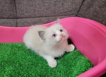 ラグドール【埼玉県・男の子・2021年9月21日・ブルーポイントバイカラー】の写真「父猫はACCのダブルチャンピオンをとった優秀な血統」