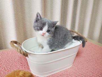 ブリティッシュショートヘア【埼玉県・男の子・2020年1月25日・ブルー&ホワイト】の写真「気立ての優しい3人兄弟です。」