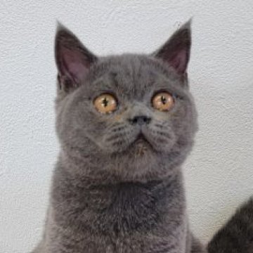 ブリティッシュショートヘア【埼玉県・男の子・2023年4月28日・ブルー】の写真「愛くるしい表情の男の子です！」