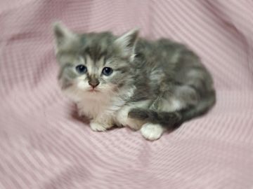 ノルウェージャンフォレストキャット【埼玉県・女の子・2019年10月31日・ブルータビー&ホワイト】の写真「父猫はACCのダブルチャンピオンをとった優秀な血統」