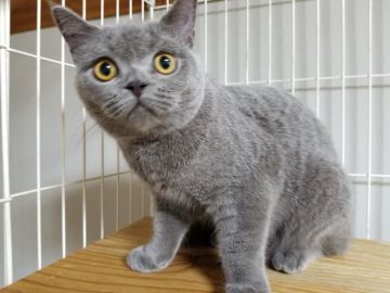 ブリティッシュショートヘア【埼玉県・男の子・2017年1月28日・ブルー】の写真「両親共にACCチャンピオンの優秀血統の男の子です。」