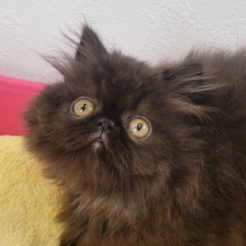 エキゾチックショートヘア【埼玉県・女の子・2023年3月25日・ブラック】の写真「味のある風貌に穏やかな性格が特徴です！」