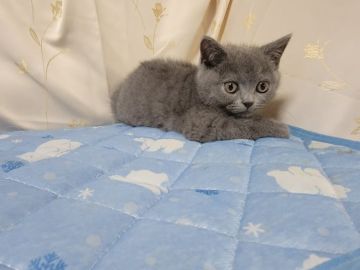 ブリティッシュショートヘア【埼玉県・女の子・2022年2月20日・ブルー】の写真「顔立ちがきれいなブリティッシュショートヘア」