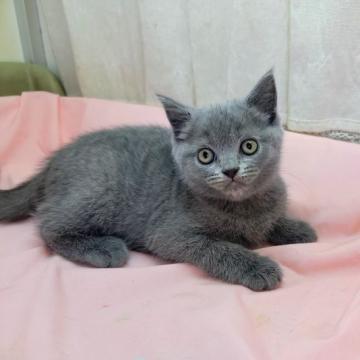 ブリティッシュショートヘア【埼玉県・女の子・2022年8月28日・ブルー】の写真「父猫はACCのダブルグランドチャンピオンです」