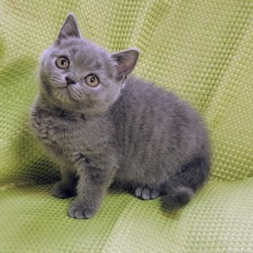 ブリティッシュショートヘア【埼玉県・女の子・2022年9月9日・ブルー】の写真「顔立ちがきれいなブリティッシュの女の子です！」