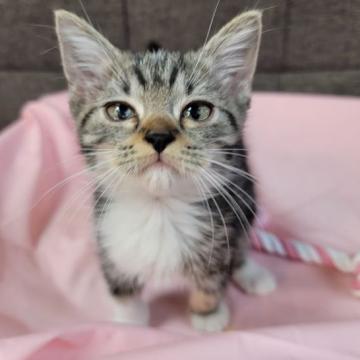 マンチカン(長足)【埼玉県・女の子・2022年7月25日・ブラウンタビー&ホワイト】の写真「愛らしい表情のマンチカンの女の子です」