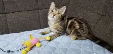 マンチカン(長足)【埼玉県・女の子・2018年7月16日・ブラウンパッチドタビー】の写真1「ネズミのおもちゃにメロメロ♪」