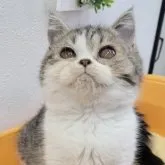 エキゾチックショートヘア【埼玉県・女の子・2023年8月22日・ブラウンパッチドタビー&ホワイト】の写真1「2023/12/12撮影　生後112日目」