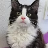 ノルウェージャンフォレストキャット【埼玉県・女の子・2024年2月8日・ブラック&ホワイト】の写真1「整ったお顔立ちの美人さんです！ 生後124日目」