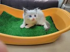 ラグドール【埼玉県・男の子・2021年9月21日・ブルーポイントバイカラー】の写真1「2021/10/26撮影」