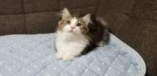 ノルウェージャンフォレストキャット【埼玉県・男の子・2018年5月15日・ブラウンタビー&ホワイト】の写真1「10/8のお写真です！」