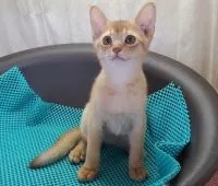 アビシニアン【埼玉県・男の子・2020年4月30日・ルディー】の写真1「2020/07/17撮影」
