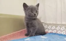 ブリティッシュショートヘア【埼玉県・男の子・2020年7月29日・ブルー】の写真1「2020/09/15撮影」