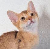 アビシニアン