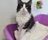 ノルウェージャンフォレストキャット【埼玉県・女の子・2024年2月8日・ブラック&ホワイト】の写真2「生後124日目」