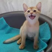 アビシニアン【埼玉県・男の子・2020年4月30日・ルディー】の写真2「2020/07/17撮影」