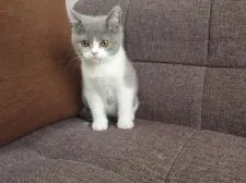 ブリティッシュショートヘア【埼玉県・男の子・2020年1月25日・ブルー&ホワイト】の写真2「澄ましていますが、だいぶ活発に遊んでいます。」