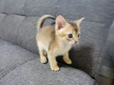 アビシニアン【埼玉県・男の子・2021年7月9日・ルディ】の写真2「撫でてもらうのが大好き」