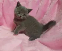 ブリティッシュショートヘア【埼玉県・女の子・2016年10月1日・ブルー】の写真2「やっぱり、どことなく女の子らしい表情です。（11月5日撮影）」