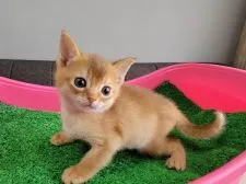 アビシニアン【埼玉県・女の子・2022年2月24日・ルディ】の写真2「2022/4/3撮影」