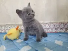 ブリティッシュショートヘア【埼玉県・男の子・2020年7月29日・ブルー】の写真2