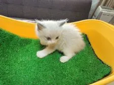 ラグドール【埼玉県・男の子・2021年9月21日・ブルーポイントバイカラー】の写真2