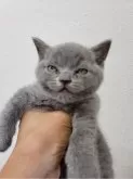 ブリティッシュショートヘア【埼玉県・男の子・2024年7月2日・ブルー】の写真2「男の子です。」