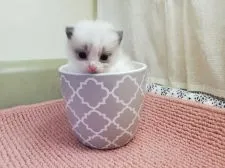 ラグドール【埼玉県・女の子・2020年6月5日・ブルーポイントバイカラー】の写真3「2020/06/30撮影」