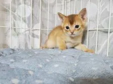 アビシニアン【埼玉県・男の子・2020年4月30日・ルディー】の写真3「2020/06/05撮影」