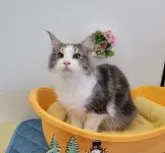 ノルウェージャンフォレストキャット【埼玉県・女の子・2023年4月21日・ブルータビー&ホワイト】の写真3「2023/11/28撮影　生後221日目」