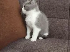 ブリティッシュショートヘア【埼玉県・男の子・2020年1月25日・ブルー&ホワイト】の写真3