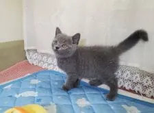 ブリティッシュショートヘア【埼玉県・男の子・2020年7月29日・ブルー】の写真4「2020/10/01撮影」