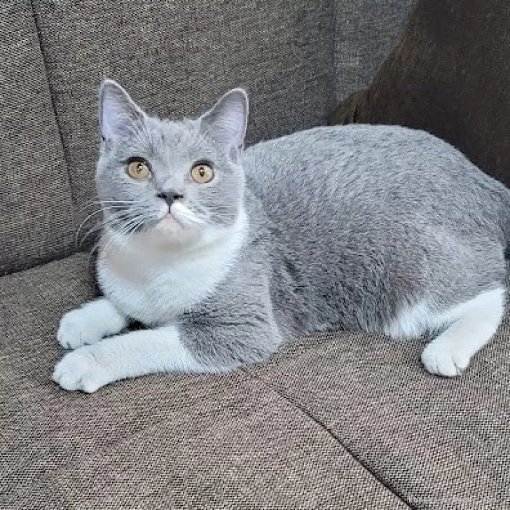 ブリティッシュショートヘア【埼玉県・女の子・2025年4月5日・ブルーアンドホワイト】の写真1