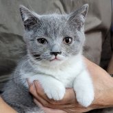 ブリティッシュショートヘア