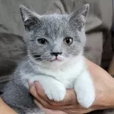 ブリティッシュショートヘア