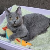 ブリティッシュショートヘア