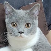ブリティッシュショートヘア