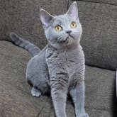 ブリティッシュショートヘア