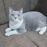ブリティッシュショートヘア