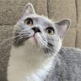 ブリティッシュショートヘア